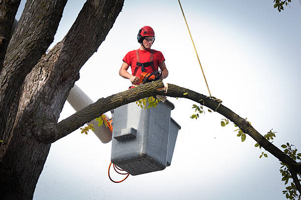 Best Tree Preservation Services  in Williamstown, NJ