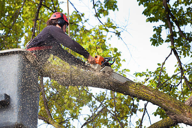 Reliable Williamstown, NJ Tree Services Solutions